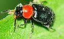 Collops tricolor - photo 4