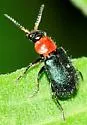 Collops tricolor - photo 5