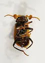 Collops versatilis - photo 2