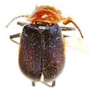 Collops vicarius - Collops vicarius
