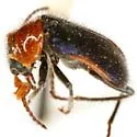 Collops vicarius - photo 2