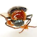 Collops vicarius - photo 3