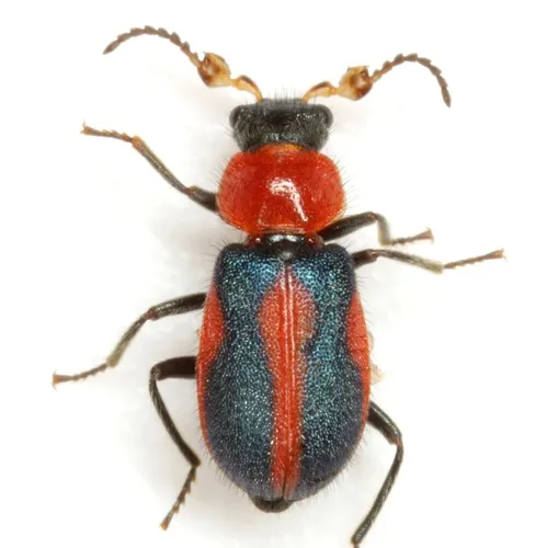 Collops vittatus - photo 3