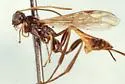 Collyria coxator