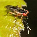 Colobaea americana