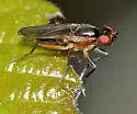 Colobaea americana - photo 2