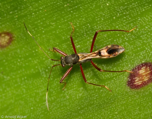 Colobathristidae - Colobathristidae