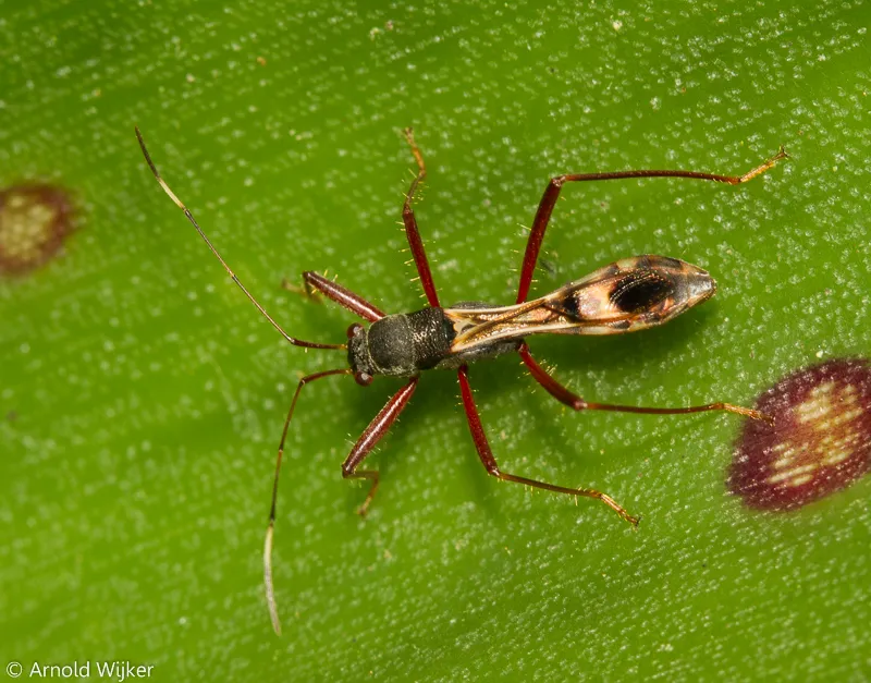 Colobathristidae - photo 3