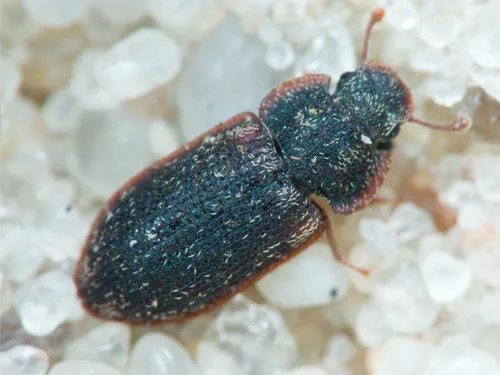 Colobicus hirtus