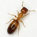 Colobopsis etiolata