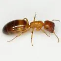 Colobopsis etiolata - photo 2