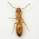 Colobopsis etiolata - photo 3