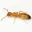 Colobopsis etiolata - photo 4