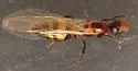 Colobopsis impressa