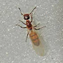 Colobopsis impressa - photo 2