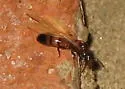 Colobopsis impressa - photo 3