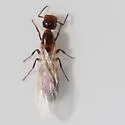 Colobopsis impressa - photo 4