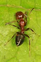 Colobopsis impressa - photo 5