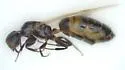 Colobopsis mississippiensis