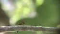 Colobopsis mississippiensis - photo 4