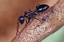 Colobopsis mississippiensis - photo 5