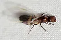 Colobopsis obliqua