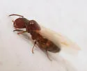 Colobopsis obliqua - photo 4