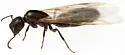 Colobopsis papago