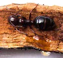Colobopsis riehlii