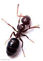 Colobopsis riehlii - photo 2