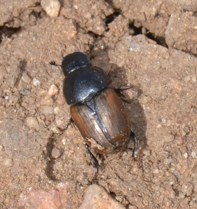 Colobopterus erraticus - photo 2