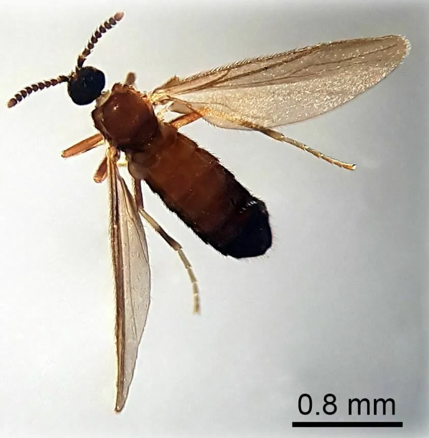 Colobostema auberti - photo 2