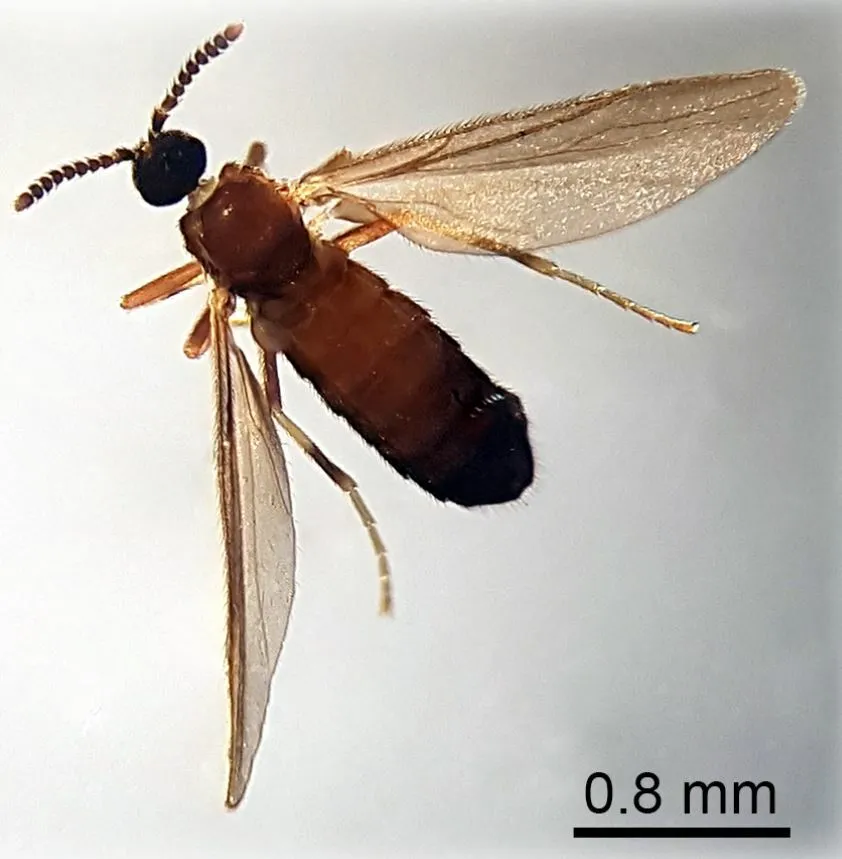 Colobostema auberti - photo 3