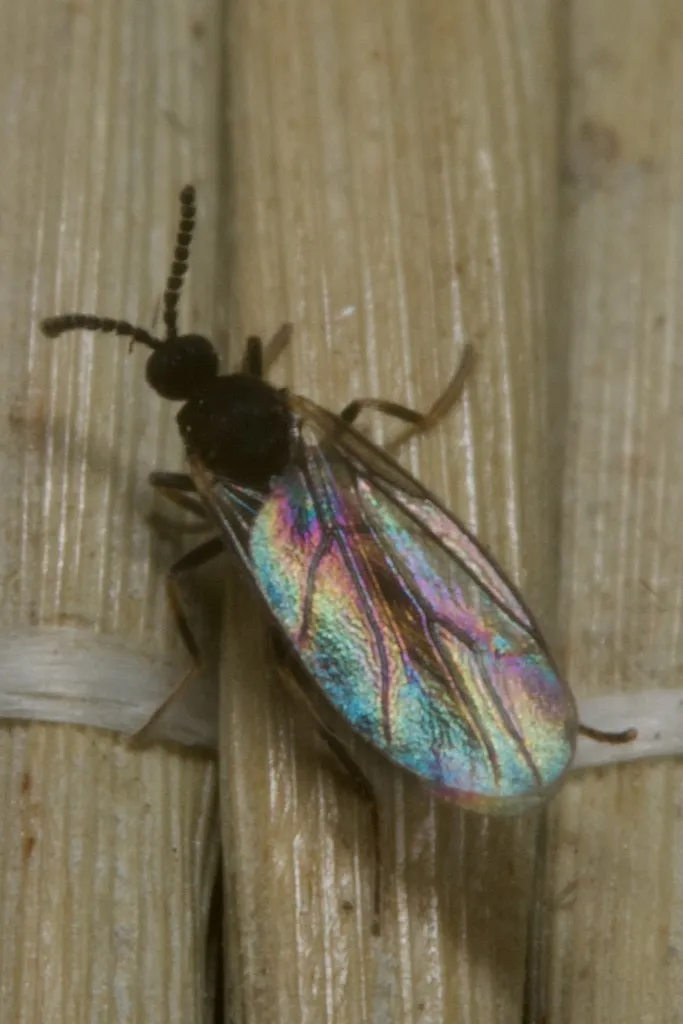 Colobostema nigripenne - photo 2