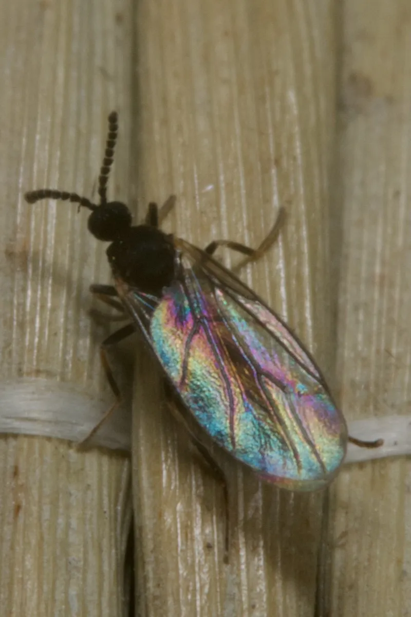 Colobostema nigripenne - photo 3