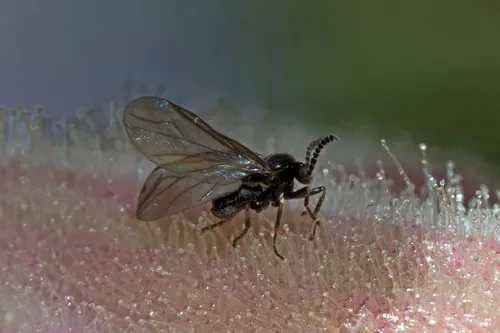 Colobostema schertenleibi