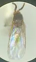 Colobostema variatum