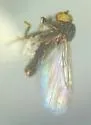 Colobostema variatum - photo 2