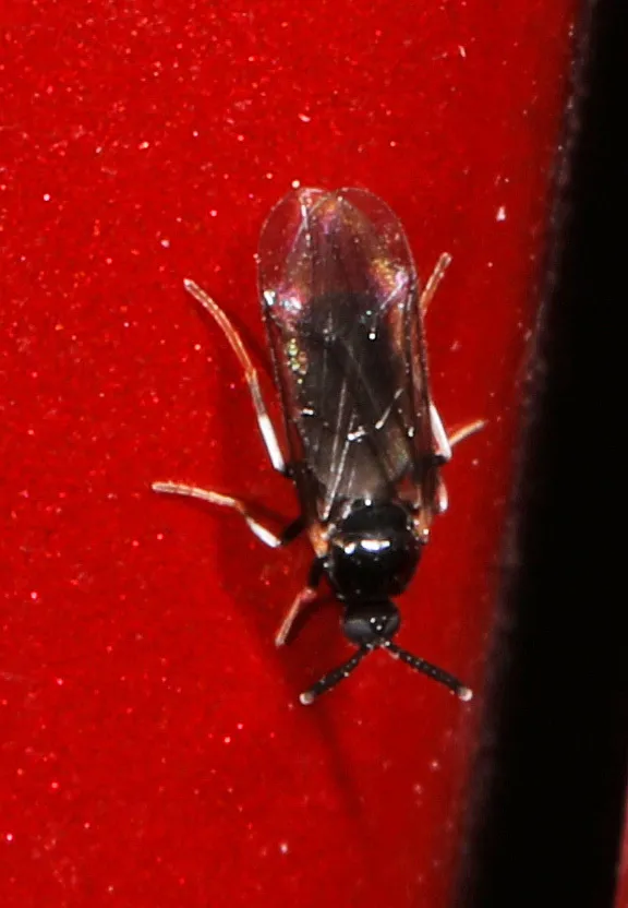 Colobostema varicorne - photo 2