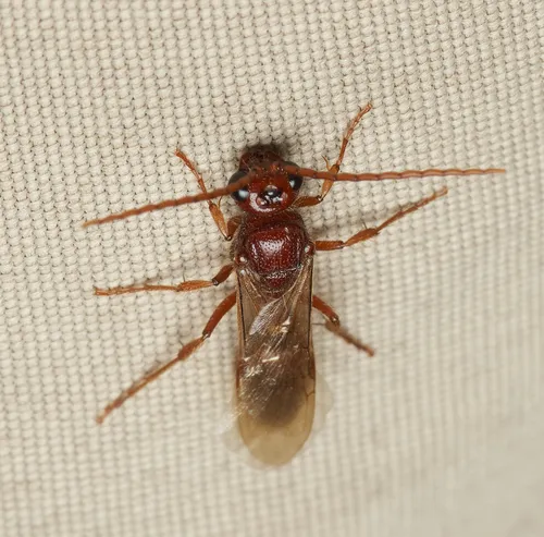 Colocistis crassa