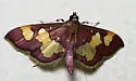 Distinguished Colomychus - Hodges#5200 - Colomychus talis