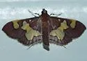 Distinguished Colomychus - Hodges#5200 - photo 2
