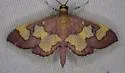 Distinguished Colomychus - Hodges#5200 - photo 4