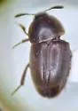 Colon aedeagosum