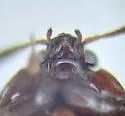 Colon aedeagosum - photo 4
