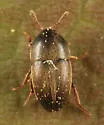 Colon asperatum