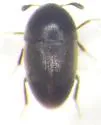 Colon asperatum - photo 2