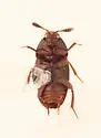 Colon bidentatum - photo 2