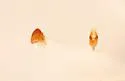 Colon bidentatum - photo 3