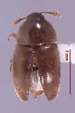 Colon dentatum